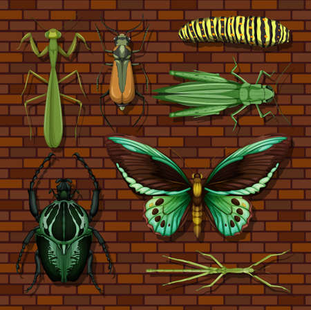 Set of different insects on wooden wallpaper background illustration