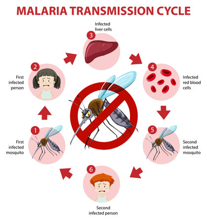 Malaria transmission cycle and symptom information infographic illustrationのイラスト素材