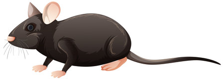 Isolated mouse on white background illustrationのイラスト素材