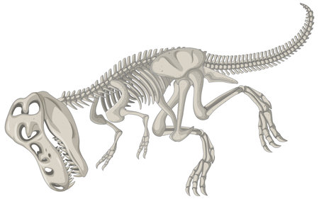 Full dinosaur skeletons on white background illustrationのイラスト素材