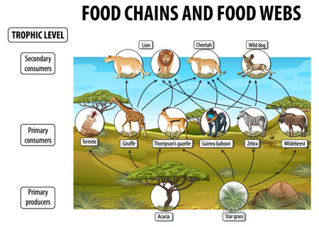 Education poster of biology for food webs and food chains diagram illustrationのイラスト素材