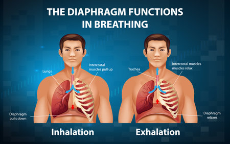 The diaphragm functions in breathing illustrationのイラスト素材