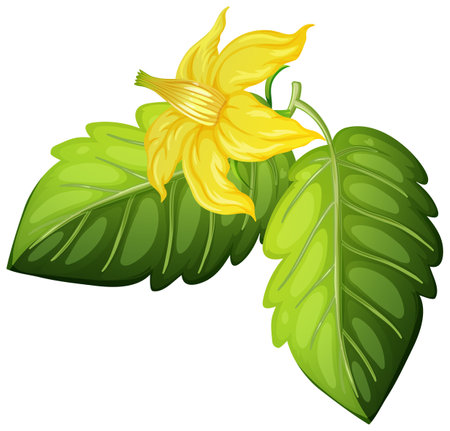 Tomato flower and leaves on white background illustrationのイラスト素材