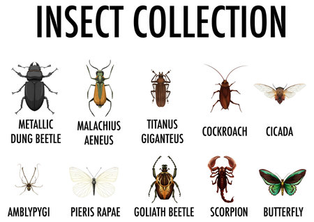 Entomology list of insect collection illustrationのイラスト素材