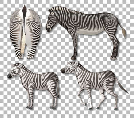 Set of different sides of zebra isolated on transparent background illustrationのイラスト素材