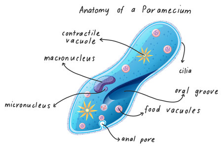 Anatomy of a Paramecium illustrationのイラスト素材