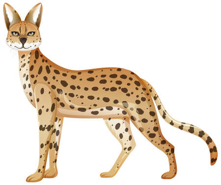 Serval animal isolated on white background illustration