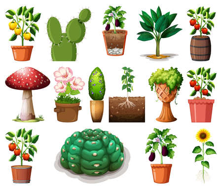 Set of different plants in pots isolated on white background illustrationのイラスト素材