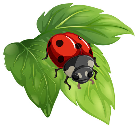 Top view of ladybug on a leaf on white background illustrationのイラスト素材