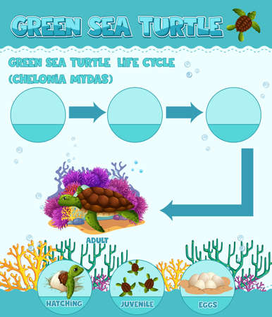 Diagram showing life cycle of Turtle illustrationのイラスト素材