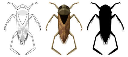 Set of backswimmer beetle in three style illustrationのイラスト素材