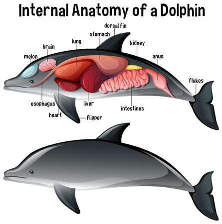 Internal Anatomy of a Dolphin with label illustrationのイラスト素材