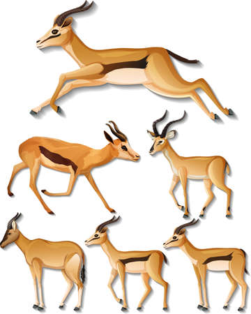 Set of different sides of impala isolated on white background illustrationのイラスト素材