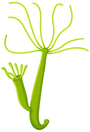 Freshwater hydra isolated white background illustrationのイラスト素材
