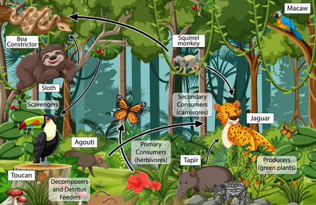 Diagram showing food web in the rainforest illustrationのイラスト素材