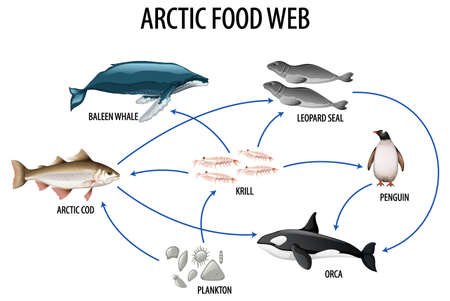 Education poster of biology for food webs diagram illustrationのイラスト素材