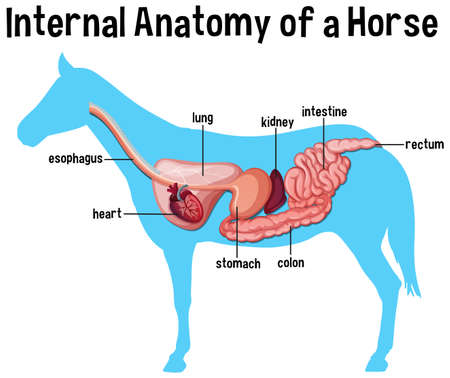 Internal Anatomy of a Horse with label illustrationのイラスト素材