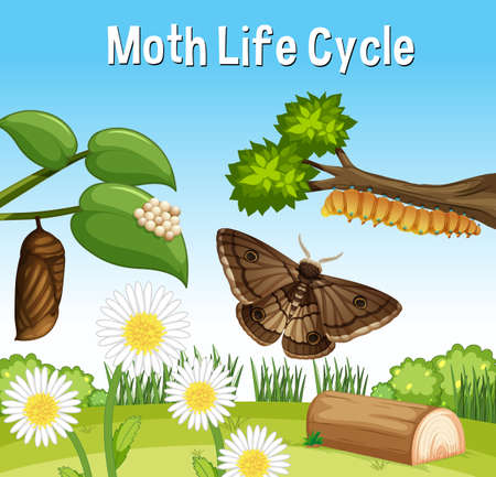 Scene with Moth Life Cycle illustrationのイラスト素材
