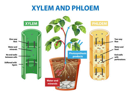Diagram showing xylem and phloem of plant illustrationのイラスト素材