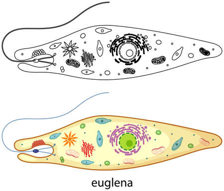 Euglena in colour and doodle on white background illustrationのイラスト素材