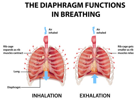 The diaphragm functions in breathing illustrationのイラスト素材