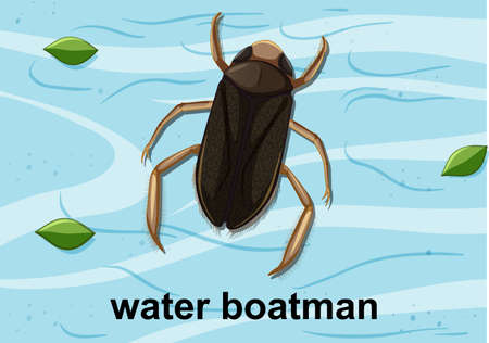 Top view of water boatman on the water illustration