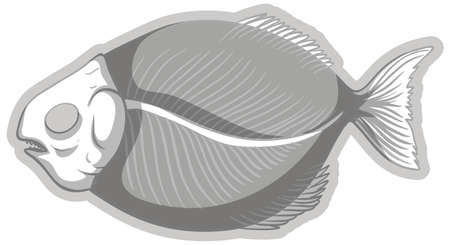 Fish fossil skeleton on white background illustrationのイラスト素材