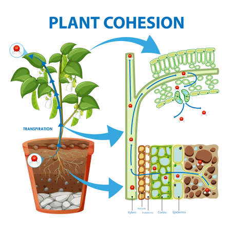 Diagram showing Plant Cohesion illustrationのイラスト素材
