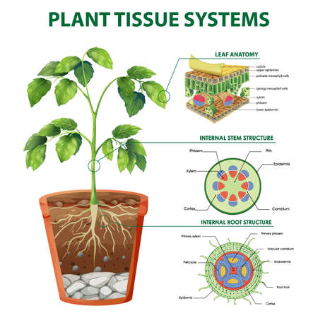 Diagram showing Plant Tissue Systems illustrationのイラスト素材