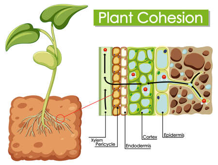 Diagram showing Plant Cohesion illustrationのイラスト素材