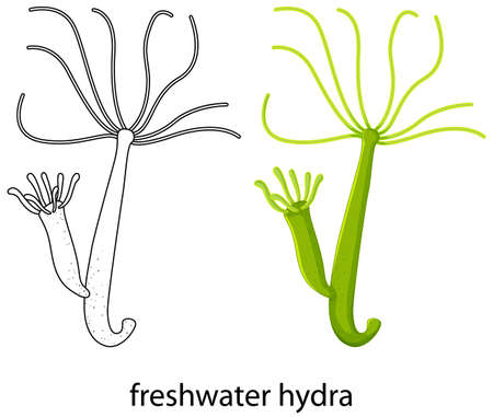 Freshwater hydra in colour and doodle on white background illustrationのイラスト素材