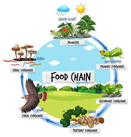 Food chain diagram concept illustrationのイラスト素材