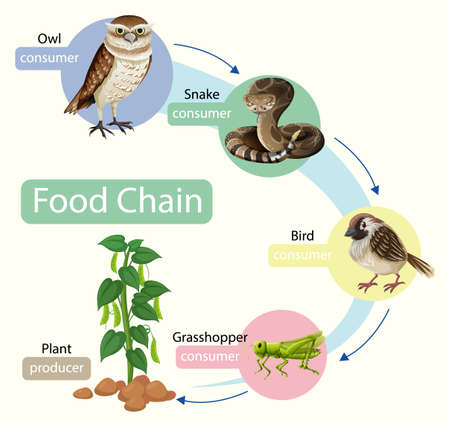 Food chain diagram concept illustrationのイラスト素材
