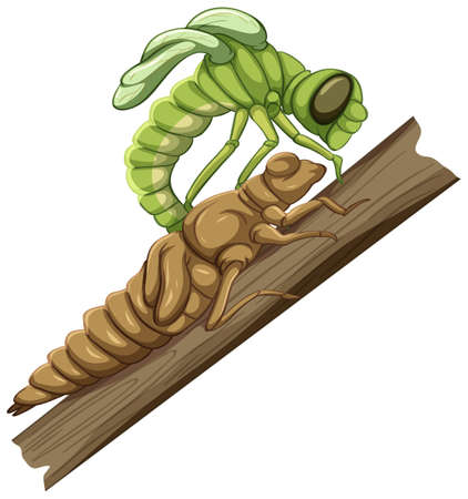 A dragonfly (Molt Stage) on white background illustrationのイラスト素材