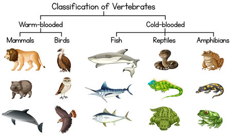 Diagram showing Classification of Vertebrates illustrationのイラスト素材