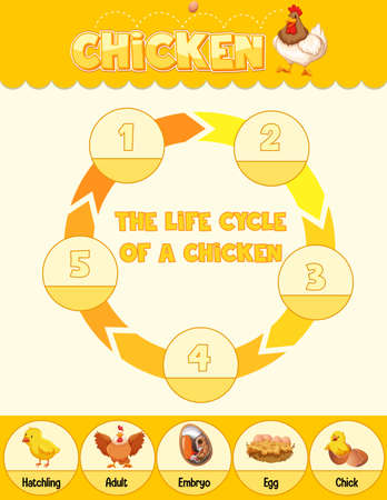 Diagram showing life cycle of Chicken illustrationのイラスト素材