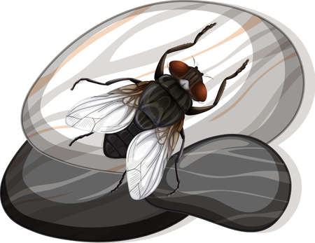 Top view of house fly on a stone on white background illustrationのイラスト素材