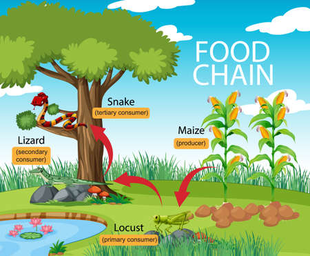 Science food chain diagram illustrationのイラスト素材