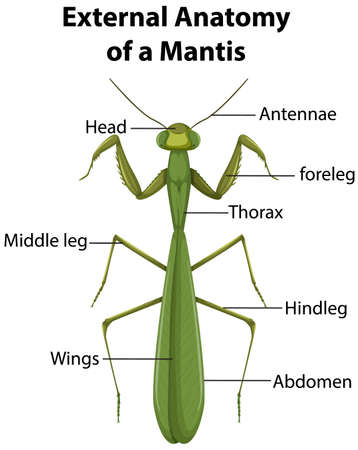 External Anatomy of a Mantis on white background illustrationのイラスト素材