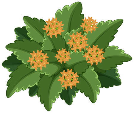 West indian jasmine with many leaves on white background illustrationのイラスト素材