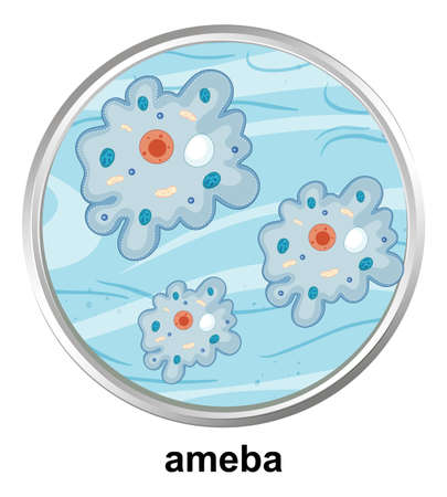 Anatomy structure of Ameba on white background illustrationのイラスト素材