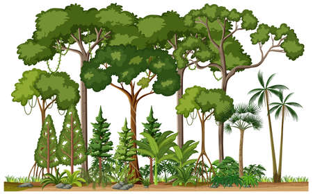 Set of different rainforest trees on white background illustrationのイラスト素材