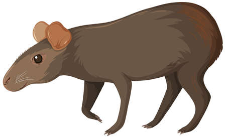 Capybara wild animal on white background illustrationのイラスト素材