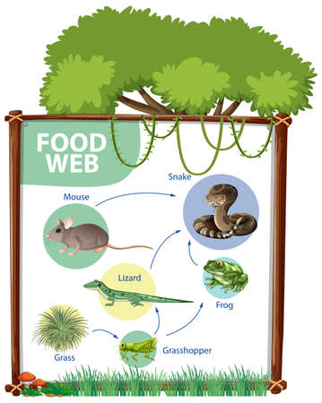 Food chain diagram concept illustrationのイラスト素材