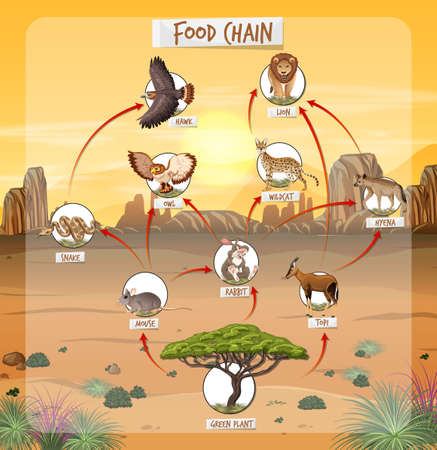 Food chain diagram concept on forest background illustrationのイラスト素材