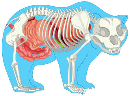 Anatomy of wild bear isolated illustrationのイラスト素材