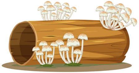 Fungus on log isolated on white background illustrationのイラスト素材