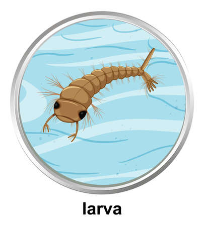 Top view of larva mosquito on white background illustrationのイラスト素材