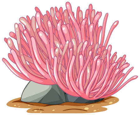 Pink corals on stone isolated on white background illustrationのイラスト素材