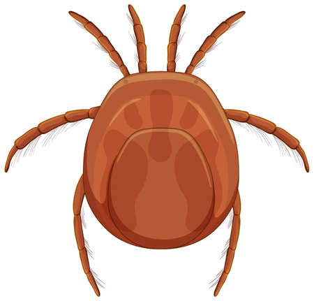 Tick blood parasite in cartoon style isolated on white background illustrationのイラスト素材